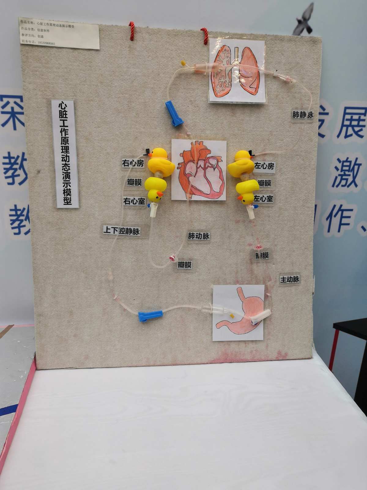 自制教具齊爭彩，科技創(chuàng)新領未來 教學模型與教具銷售新風尚